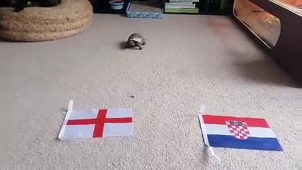 Mystic Theo predicts Euro 2020 results