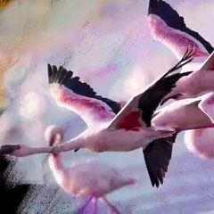 After Twitter Ban, Government Of Nigeria Joins Koo