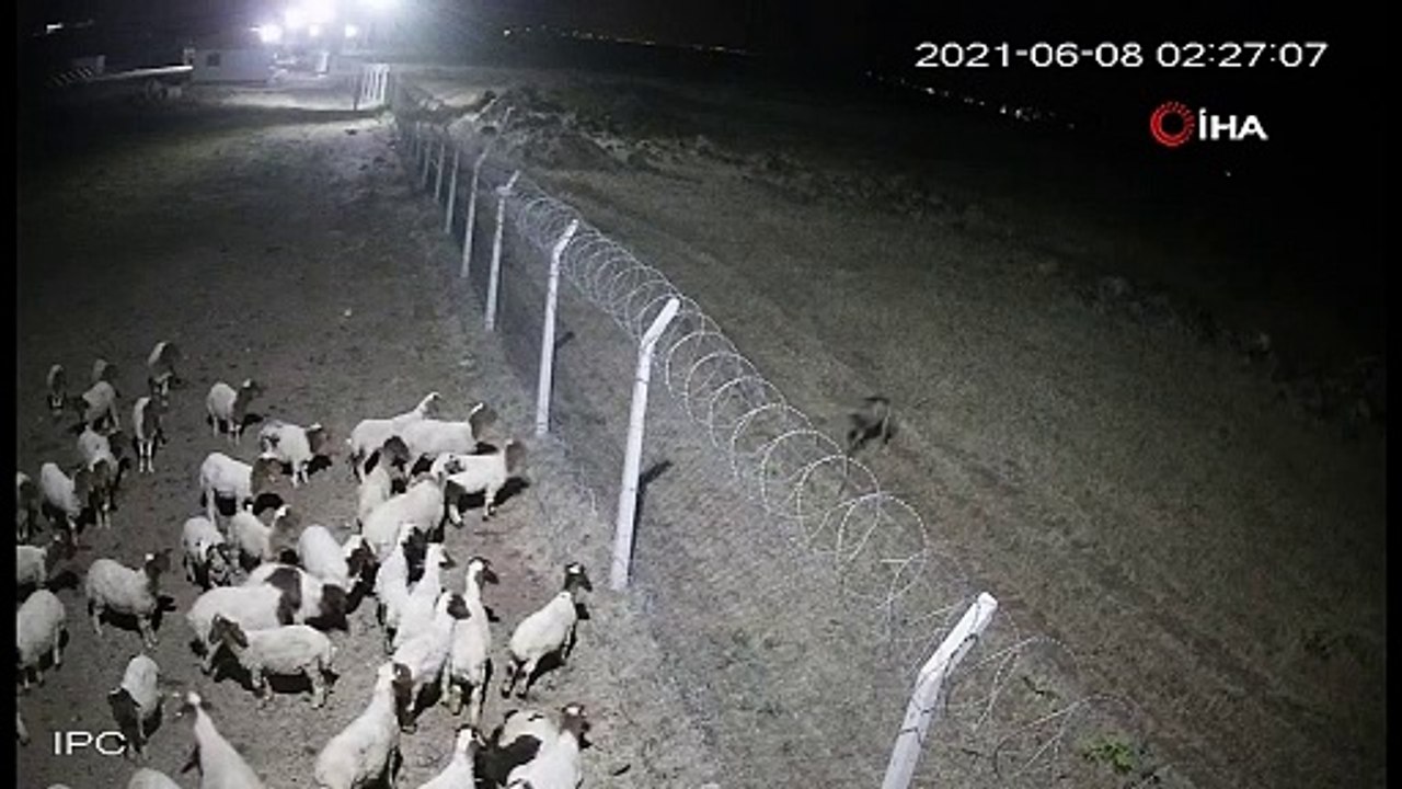 Nesli tükenme tehlikesi ile karşı karşıya olan çizgili sırtlan Urfa'da görüldü