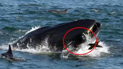 40 saniye balinanın ağzında kalan balıkçı, nasıl kurtulduğunu anlattı: Bir patlama gibiydi