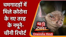 Chinese Researchers की रिपोर्ट, Bats में मिले नए तरह के Coronavirus के नमूने | वनइंडिया हिंदी