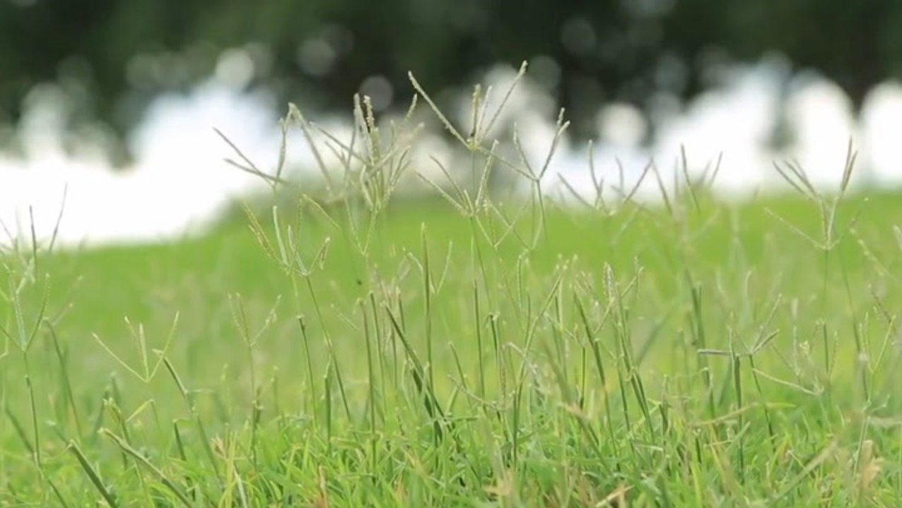 Communities facing drought encouraged to replace grass
