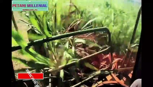 Agriculture Technology - SugarCane Cultivation - SugarCane Farming and Harvesting, processing