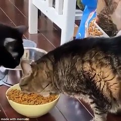 Funniest Animals  - Best Of The 2020 Funny Animal Videos  - Cutest Animals Ever