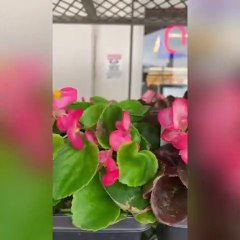 Beautiful flowers and beautiful vegetables in USA