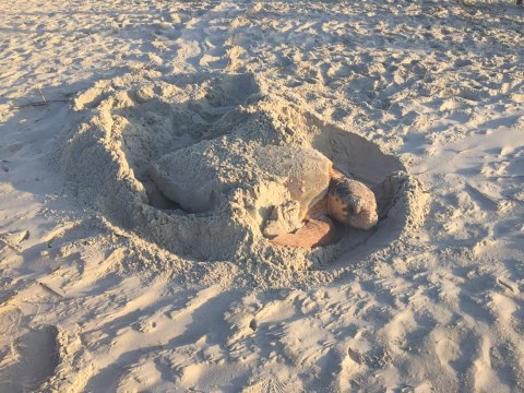 Hilton Head Island Visitor Saves Exhausted Nesting Sea Turtle