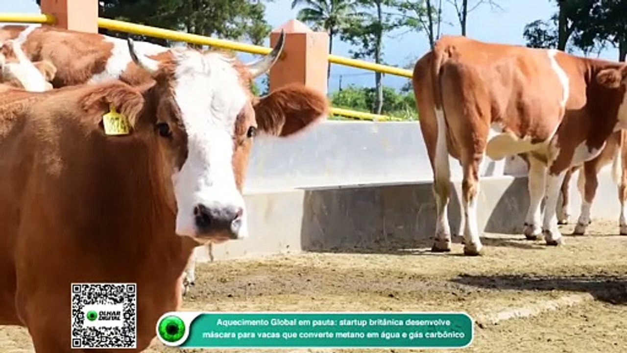 Aquecimento Global em pauta- startup britânica desenvolve máscara para vacas que converte metano em água e gás carbônico