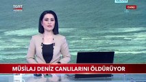 Felaketin Büyüğü Deniz Altında: Müsilaj Balıkları Öldürüyor