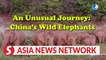 An Unusual Journey: China's Wild Elephants