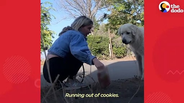 No One Could Catch this Giant Stray Great Pyrenees Until The Dodo # ANIMAL LOVERS