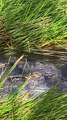 هل يمكنك رؤية التمساح في هذا الفيديو؟