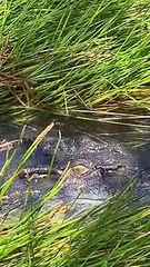 هل يمكنك رؤية التمساح في هذا الفيديو؟