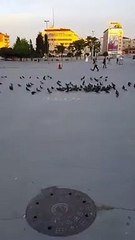 Subhanallah! Kuş yeminden 'Allah' yazdılar fakat kuşlar o yazıya yaklaşmadı...