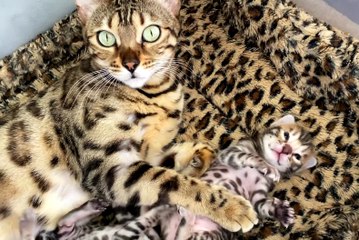 Cute Chubby Baby Bengal Kittens