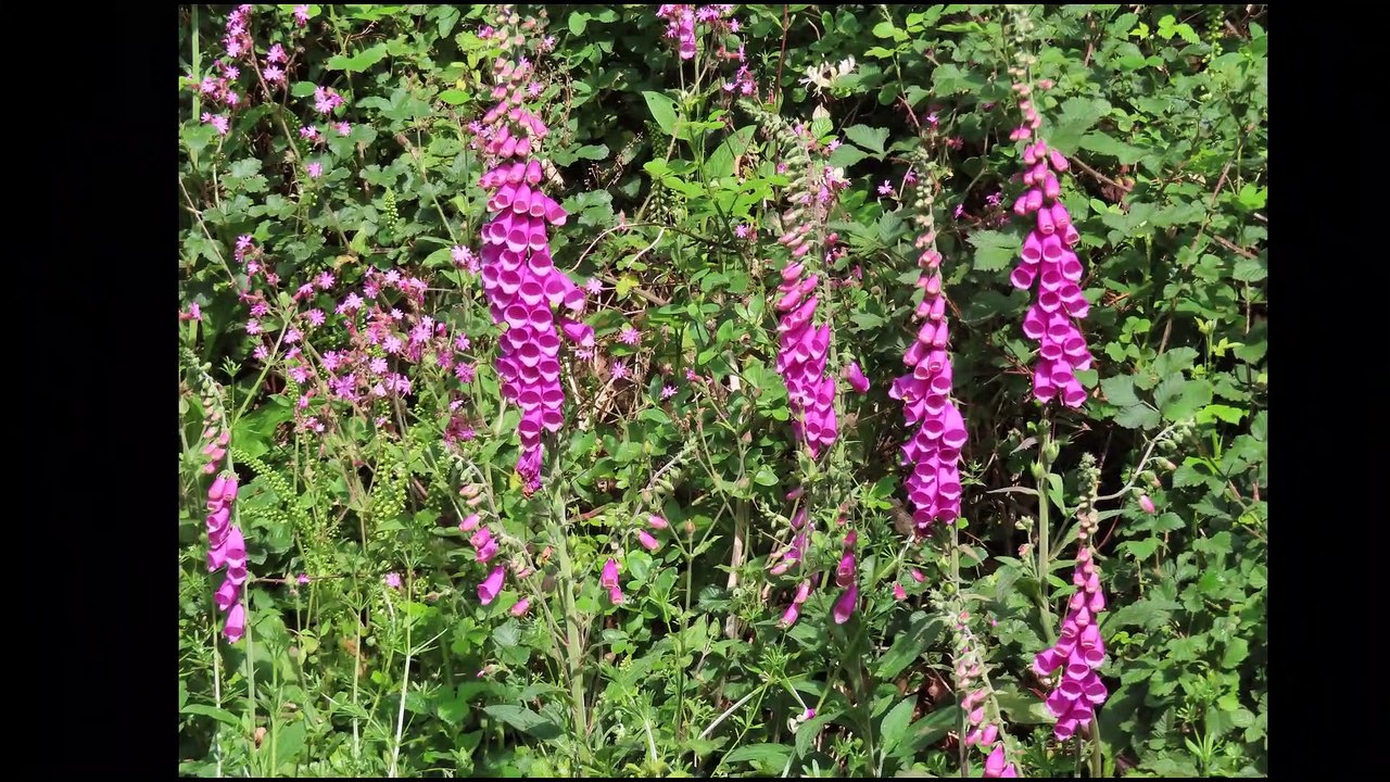 Circuit des chapelles sans chapelle 30 juin 2021