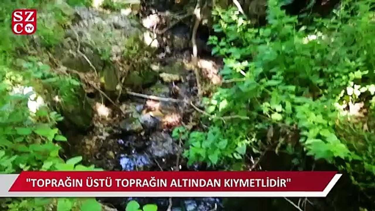 Asırlık çınar ağaçları ve su kaynakları maden tehdidi altında
