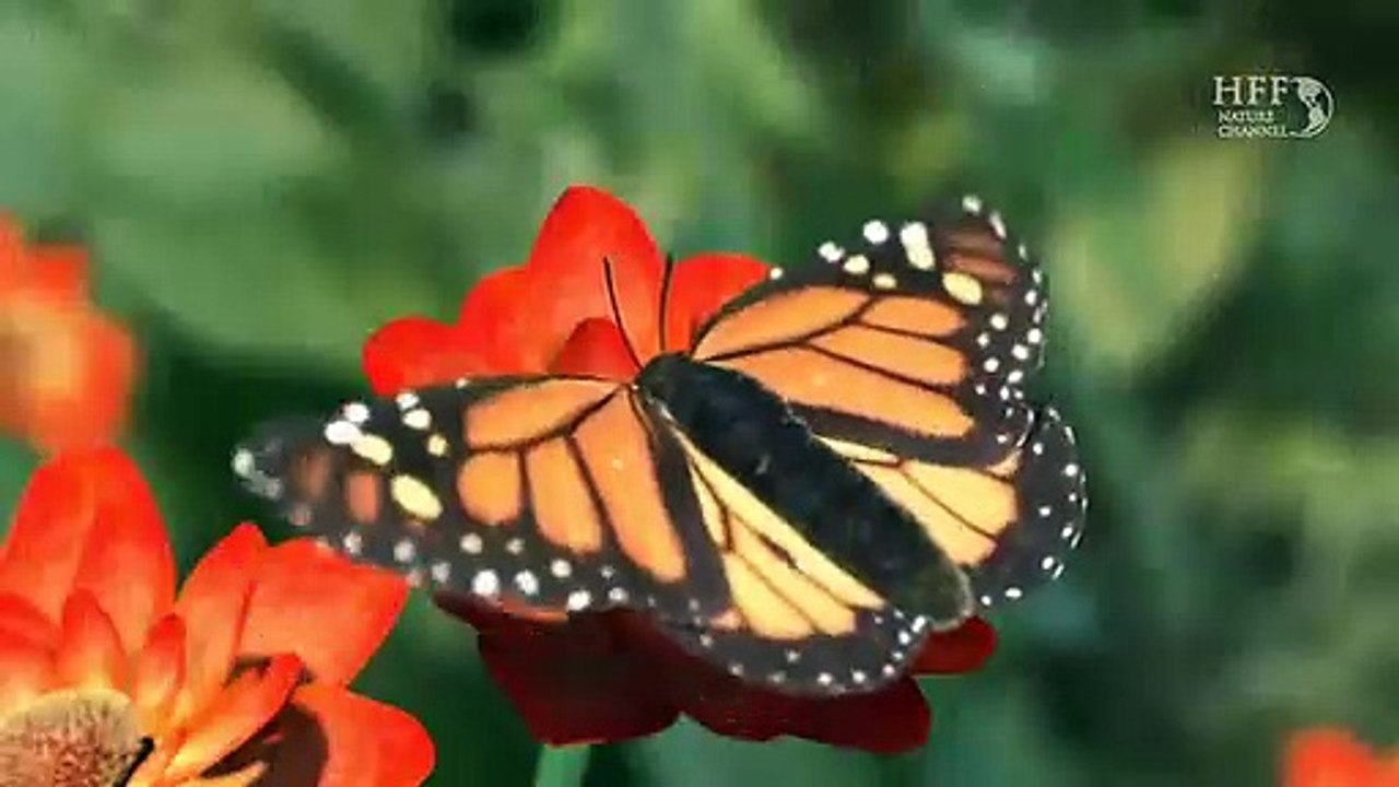 Our Wonderful Nature | Ein Kurzfilm Von Tomer Eshed