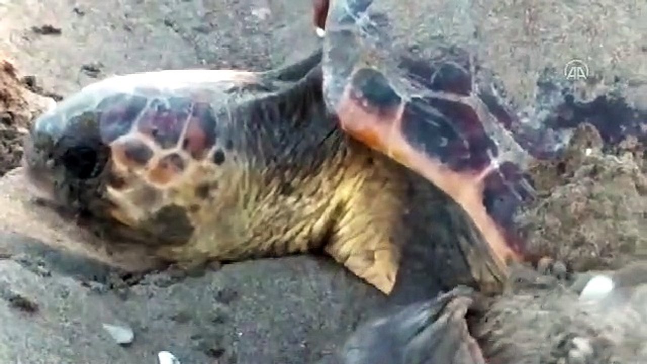 Caretta carettaların yuvalama süreçleri görüntülendi.