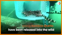 Endangered bamboo sharks given helping hand in Gulf of Thailand