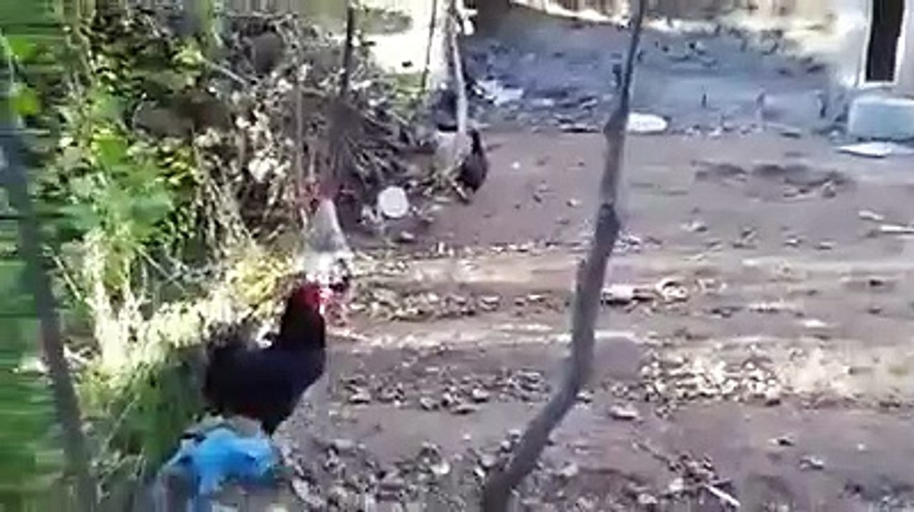 Horoza kafa tutan çocuğun sonu