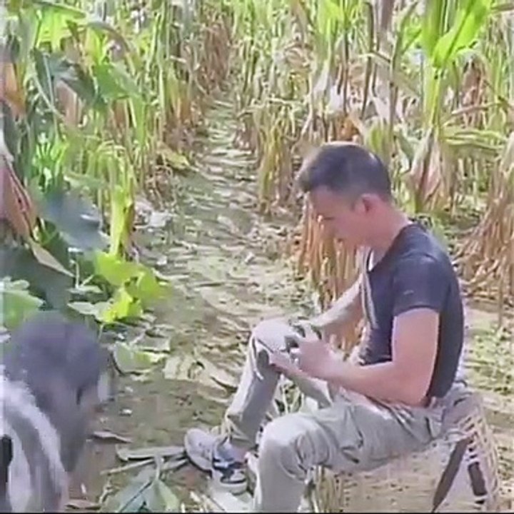 PERRO MENSAJERO