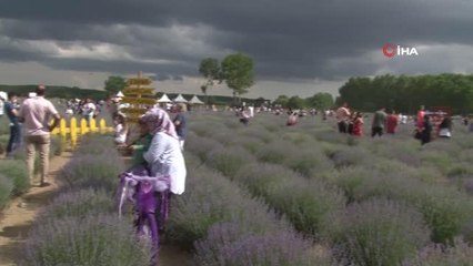 İstanbullulardan Edirne'deki lavanta etkinliğine yoğun ilgi