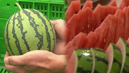 사과처럼 깎아먹는 애플수박...1인 가구 겨냥 본격 출하 / YTN