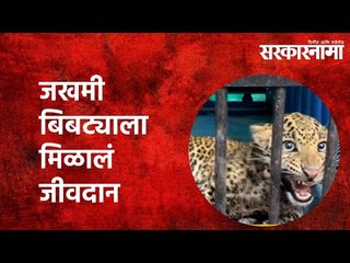 जखमी बिबट्याला मिळालं जीवदान  | Leopard |Nashik | Maharashtra | Forest officials | Sarkarnama