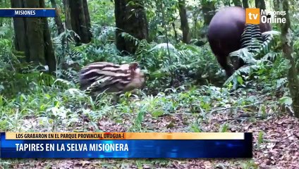Tapires en la Selva Misionera