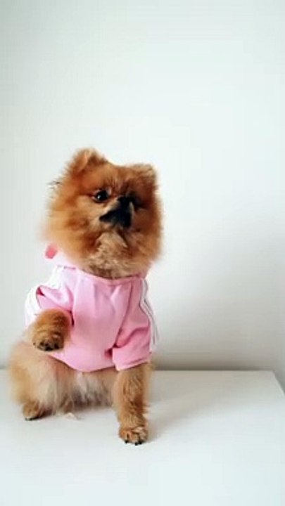 OMG! So cute  best complication video