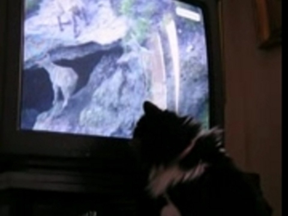 Instinct prédateur du chat face à la télévision