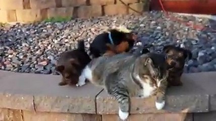 Kedinin ısırılmadık yeri kalmadı...