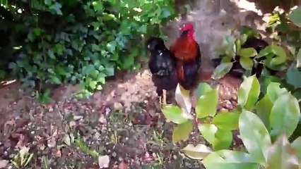 NE JAMAIS TROP ATTENDRE POUR NETTOYER LA PISCINE !!!