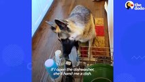 German Shepherd Carries Cat Toy Around The House For The New Kitten To Play With  The Dodo