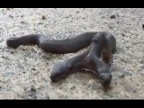 Giresun'da çift başlı yılan görenleri hayrete düşürdü!