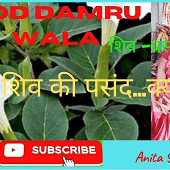 धतूरा शिव की पसंद...क्यों । गाड डमरू वाला । शिव-चर्चा। शिव - प्रसंग। अनीता सिंह एनी। Dhatura Shiva Ki Pasand ...Kyo । God Damru Wala। Shiva-Charcha। Shiva-Prasang। Anita Singh anni