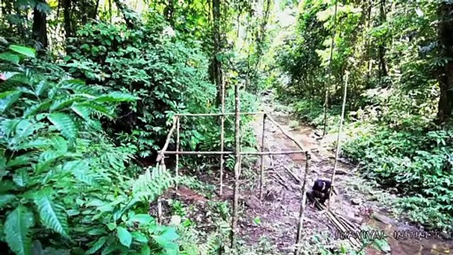 Finding materials to Build a Hut, Survival in the tropical Rainforest, ep 2