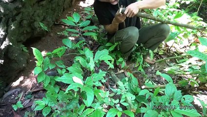 Trap Animals and complete the Hut, Survival in the tropical rainforest, ep 3
