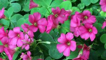 Wild Flowers Indentification | Plants | Garden | Herbs