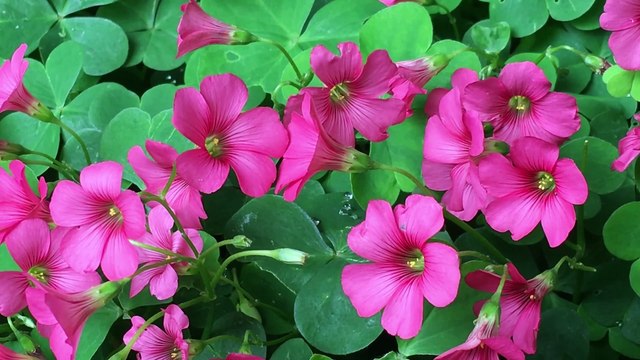 Wild Flowers Indentification | Plants | Garden | Herbs