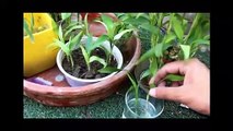 How To Grow Tall And Bushy Lucky Bamboo | How To Grow Lucky Bamboo In Soil | How To Propagate .