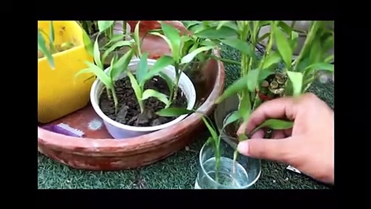 How To Grow Tall And Bushy Lucky Bamboo | How To Grow Lucky Bamboo In Soil | How To Propagate .
