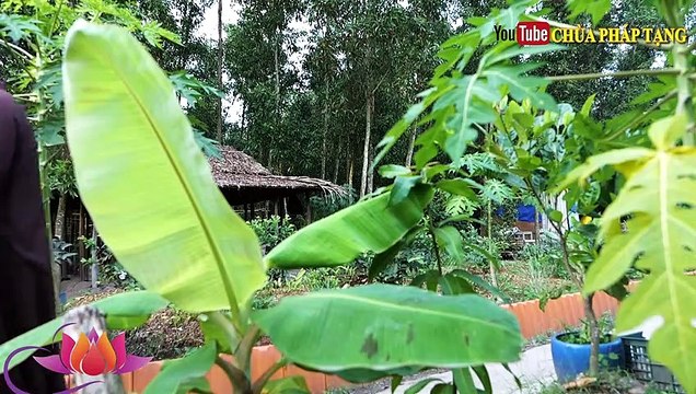 Hủ thuốc chữa hen suyễn, viêm họng hạt, viêm phế quản, viêm họng lâu năm hiệu quả chùa pháp tạng