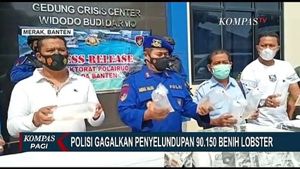 Penyelundupan 90.150 Bibit Lobster di Merak Banten Digagalkan