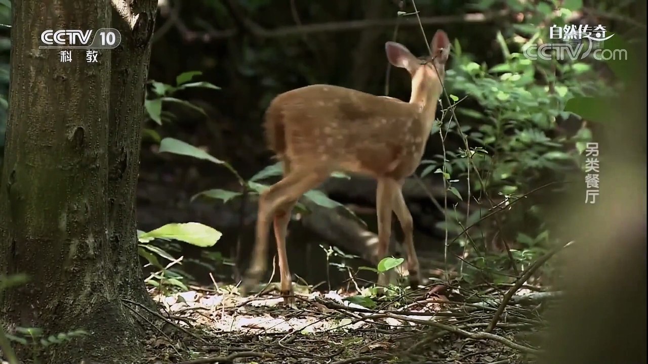 另类餐厅 + Alternate Food Chain
