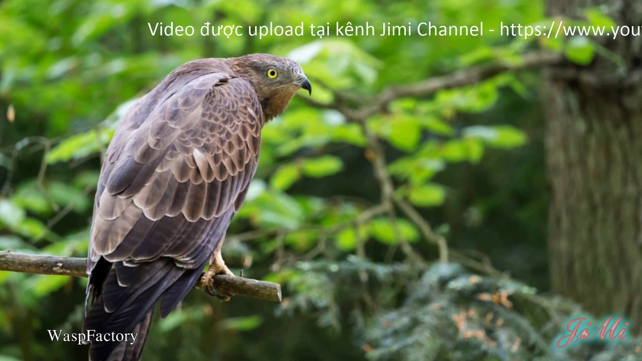 Diều Ăn Ong Châu Âu – “Thợ Săn Ong Chuyên Nghiệp”