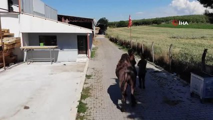 Güreşleri kaybetti, kurbanda bıçak altına yatacak