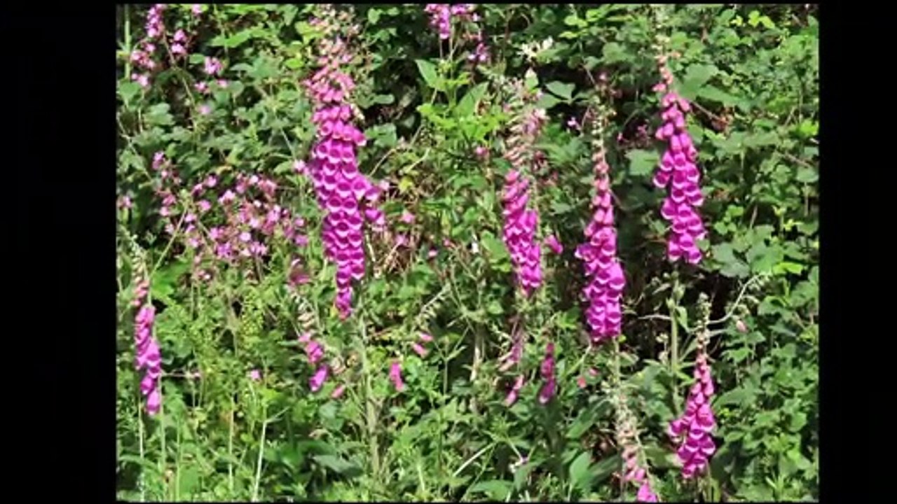 Circuit des chapelles sans chapelle 30 Mai 2021