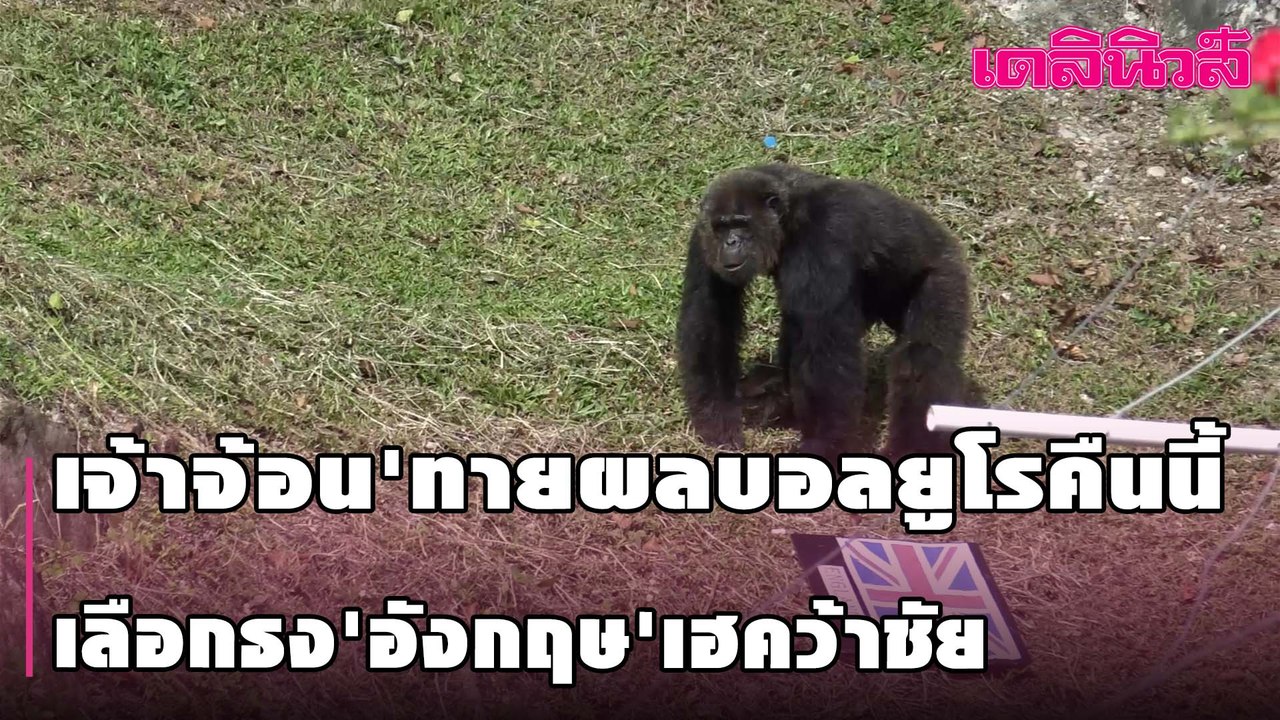 'เจ้าจ้อน'ทายผลบอลยูโรคืนนี้ เลือกธง'อังกฤษ'เฮคว้าชัย