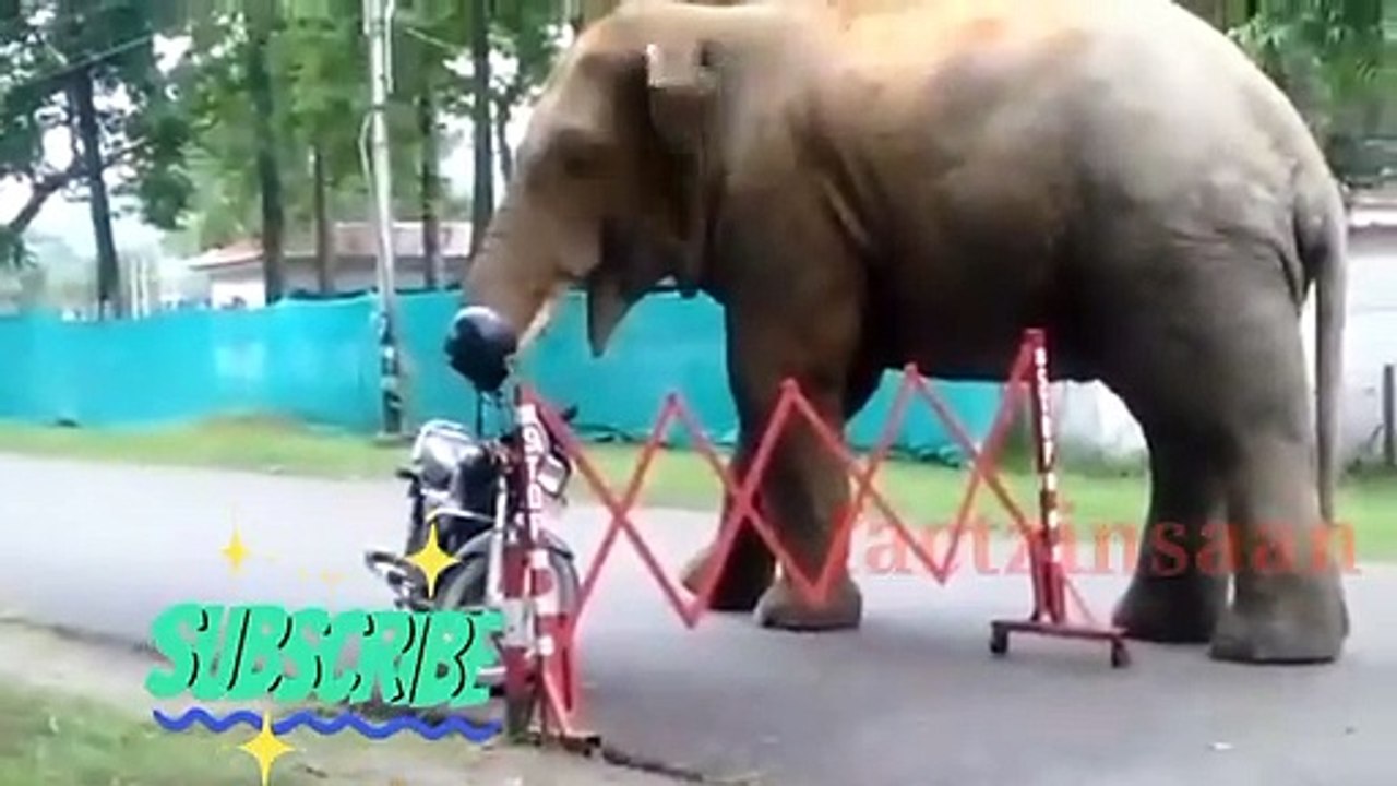 Viral video :  Elephant  eats helmet